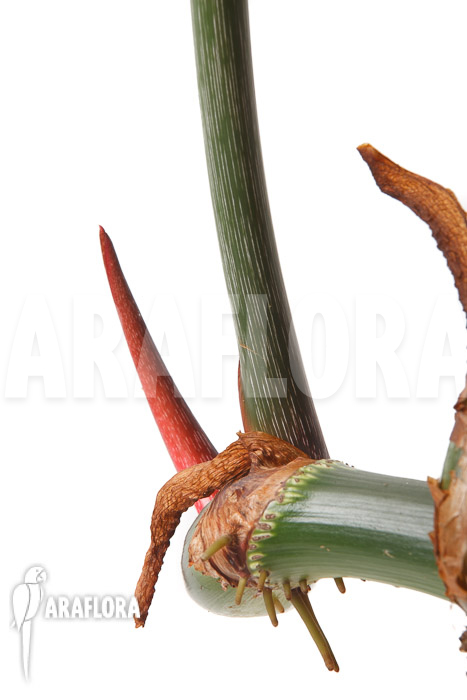 Philodendron gloriosum &lsquo;B&rsquo;  &lsquo;L&rsquo;