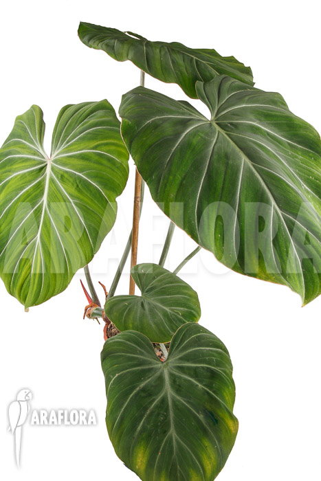 Philodendron gloriosum &lsquo;B&rsquo;  &lsquo;XL&rsquo;