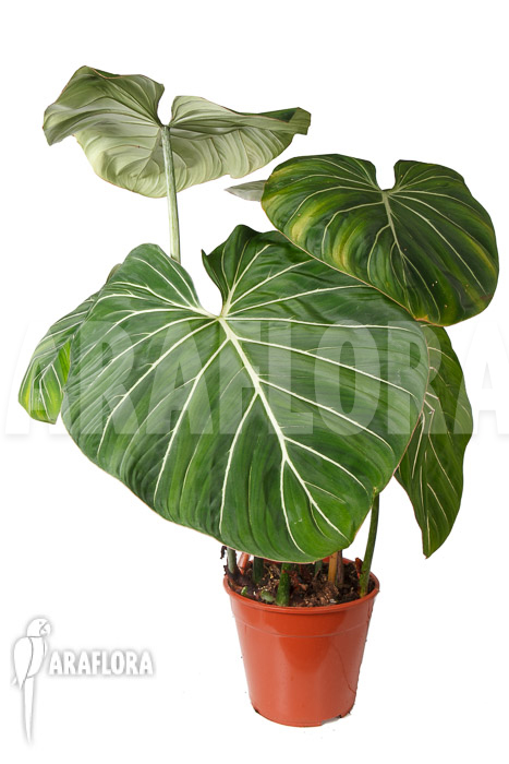 Philodendron gloriosum &lsquo;B&rsquo;  &lsquo;XL&rsquo;