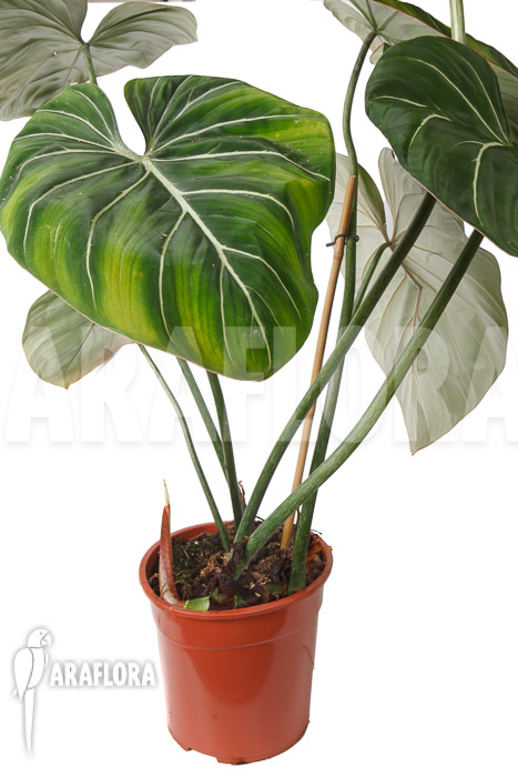 Philodendron gloriosum &lsquo;B&rsquo;  &lsquo;XL&rsquo;