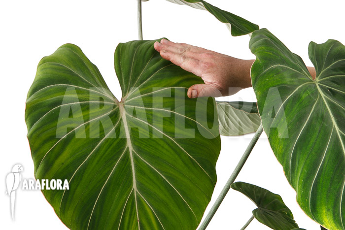 Philodendron gloriosum &lsquo;B&rsquo;  &lsquo;XL&rsquo;