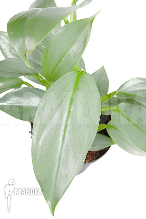Philodendron hastatum Silver Sword &lsquo;M&rsquo;