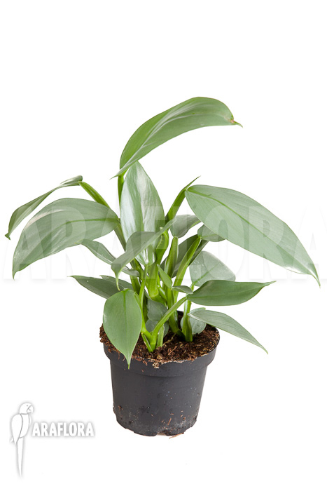 Philodendron hastatum Silver Sword &lsquo;M&rsquo;