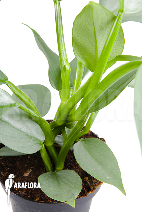 Philodendron hastatum Silver Sword &lsquo;M&rsquo;