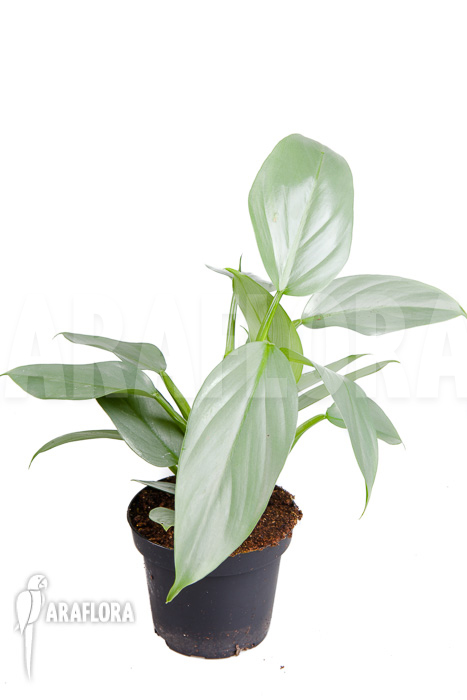 Philodendron hastatum Silver Sword &lsquo;M&rsquo;