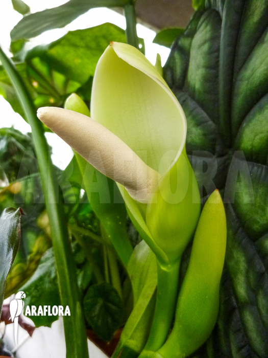 Flower Philodendron hastatum &lsquo;Silver Sword flower