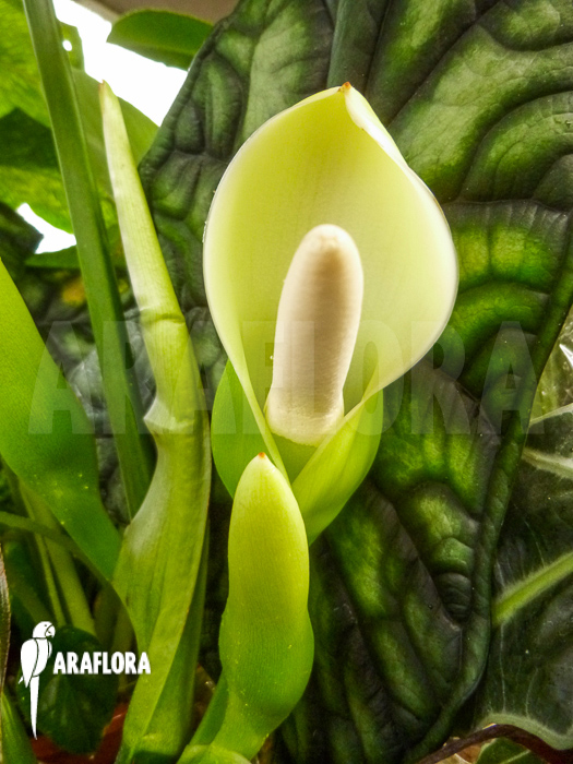 Flower Philodendron hastatum &lsquo;Silver Sword flower