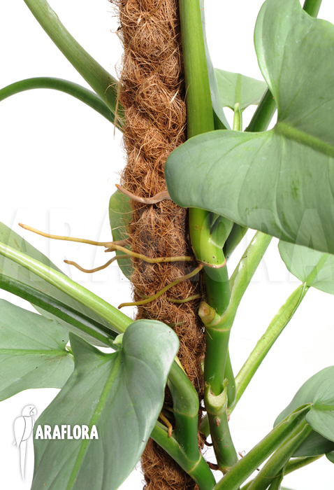 Philodendron hastatum &lsquo;Silver Sword&rsquo;