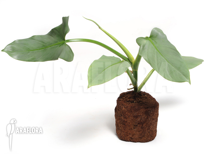 Philodendron hastatum &lsquo;Silver sword&rsquo; &lsquo;flower&rsquo;