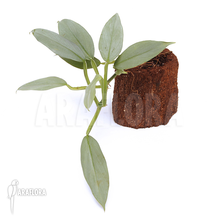 Philodendron hastatum &lsquo;Silver sword&rsquo; &lsquo;flower&rsquo;