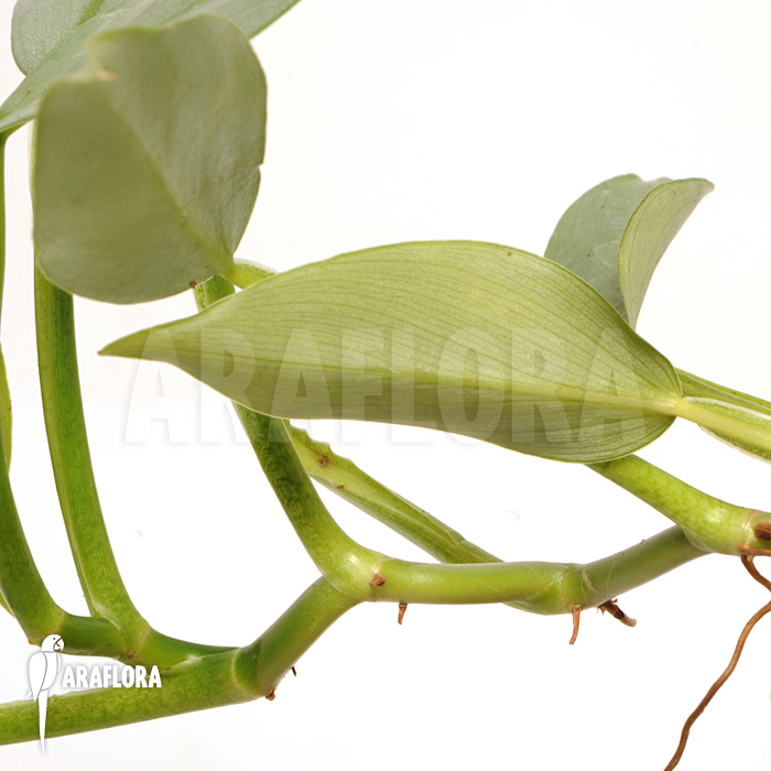 Philodendron hastatum &lsquo;Silver Sword&rsquo;