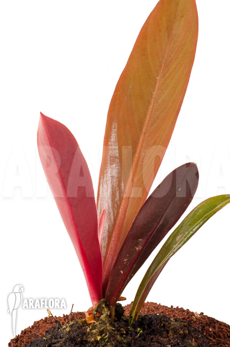 Philodendron linnaei