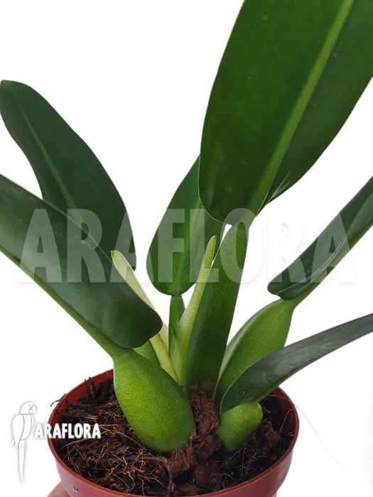 Philodendron martianum &lsquo;starter&rsquo;