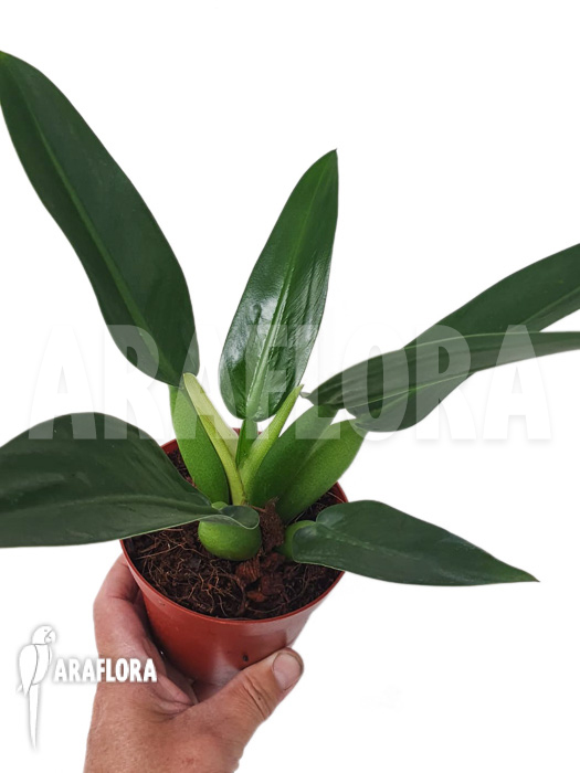 Philodendron martianum &lsquo;starter&rsquo;