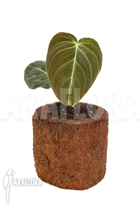 Philodendron melanochrysum Starter