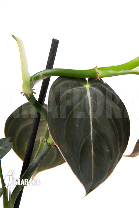 Philodendron micans &lsquo;L&rsquo;