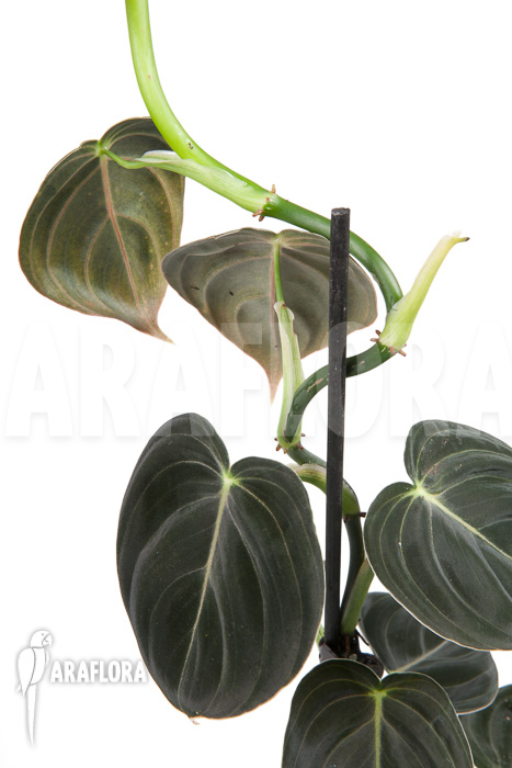 Philodendron micans &lsquo;L&rsquo;