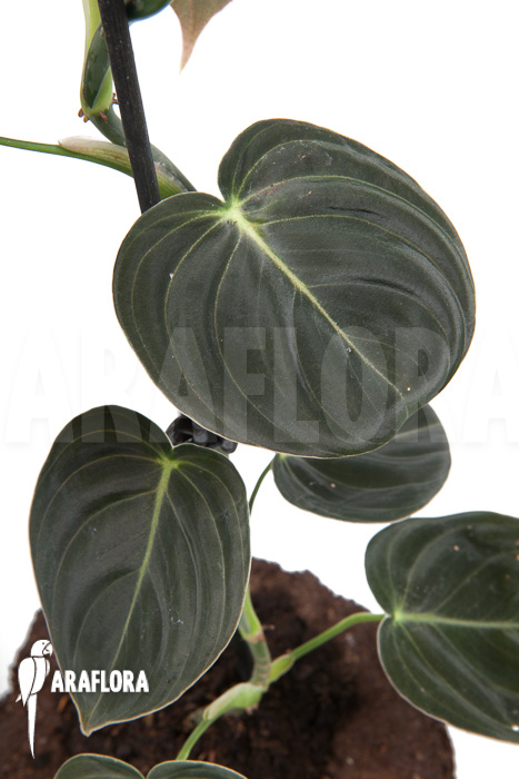 Philodendron micans &lsquo;L&rsquo;