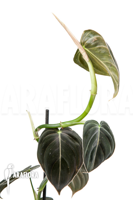 Philodendron micans &lsquo;L&rsquo;
