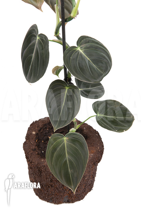 Philodendron micans &lsquo;L&rsquo;