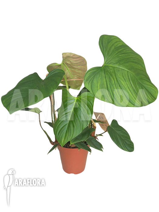 Philodendron nangaritense