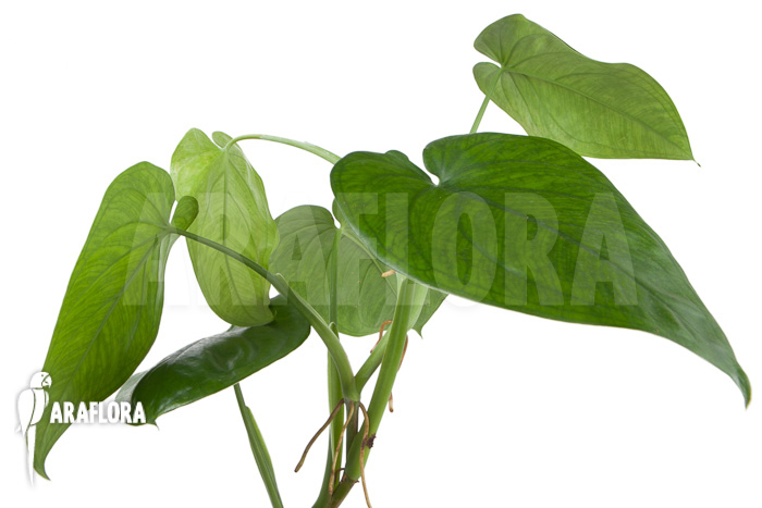 Philodendron ornatum