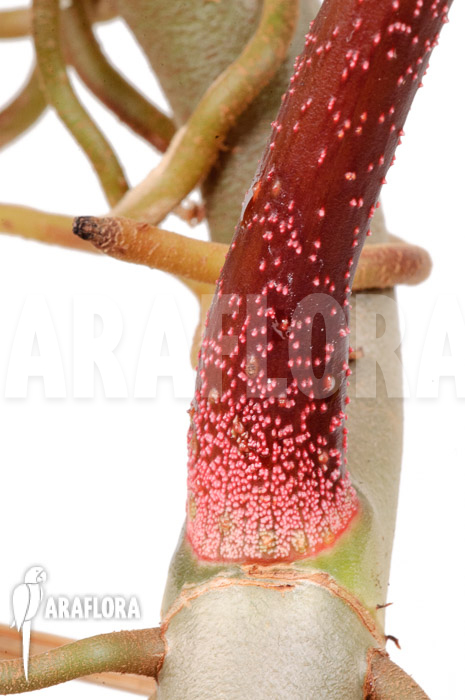 Philodendron pedatum