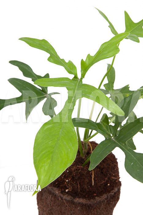 Philodendron pedatum &lsquo;glad hands&rsquo;