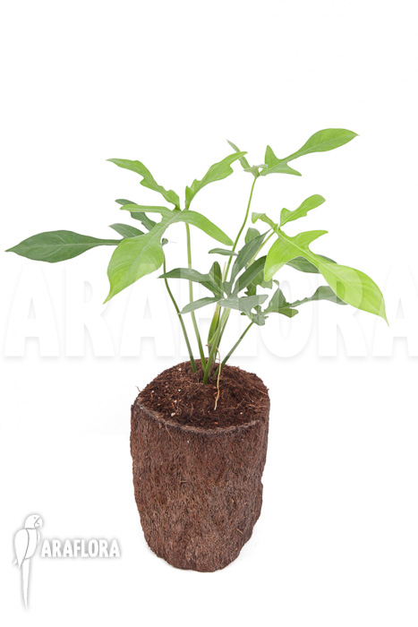 Philodendron pedatum &lsquo;glad hands&rsquo;