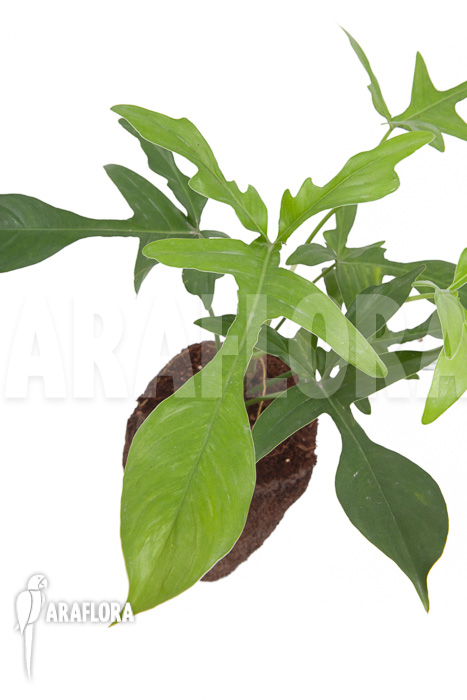 Philodendron pedatum &lsquo;glad hands&rsquo;