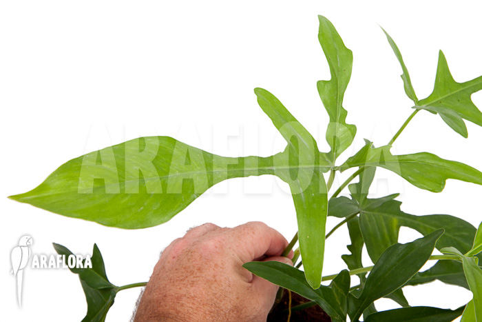 Philodendron pedatum &lsquo;glad hands&rsquo;