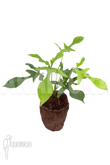 Philodendron pedatum &lsquo;glad hands&rsquo;