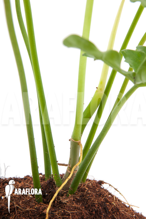 Philodendron pedatum &lsquo;glad hands&rsquo;