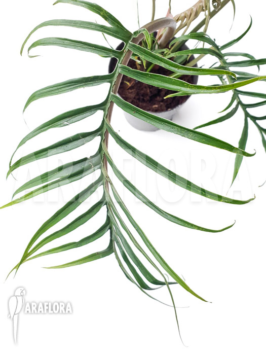Philodendron polypodioides (tortum) M