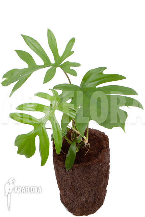 Philodendron radiatum
