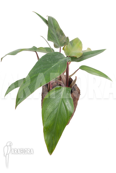 Philodendron ruby