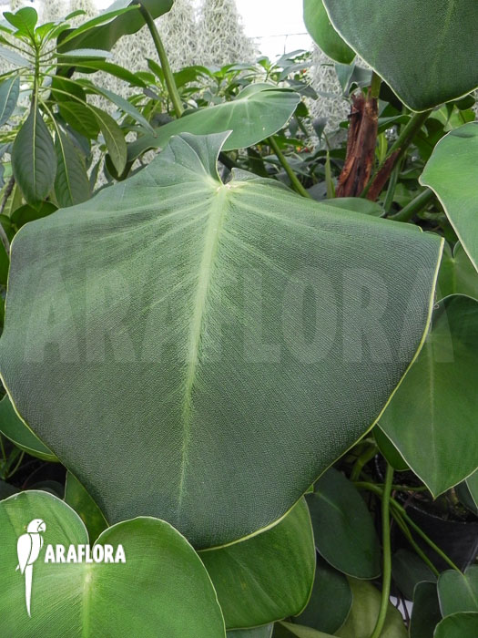 Philodendron rugosum