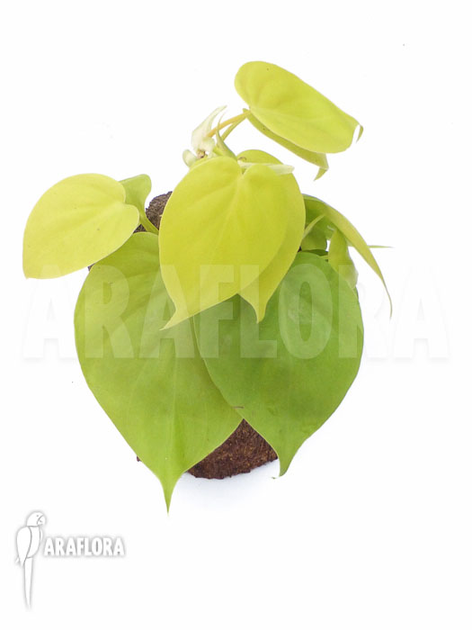 Philodendron scandens &lsquo;Yellow&rsquo;