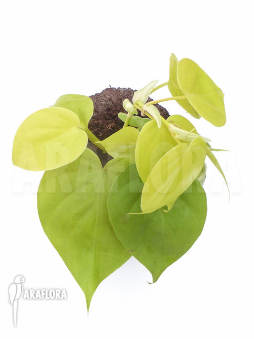Philodendron scandens &lsquo;Yellow&rsquo;