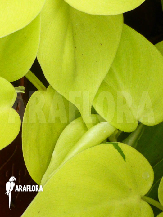 Philodendron scandens &lsquo;Yellow&rsquo;