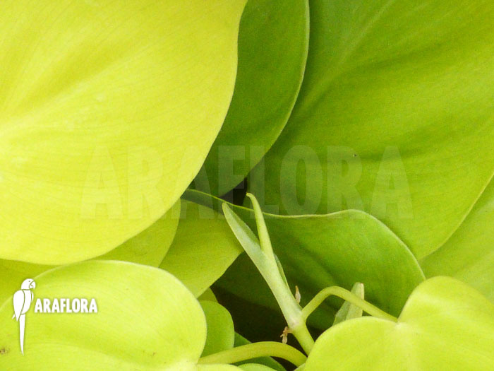 Philodendron scandens &lsquo;Yellow&rsquo;