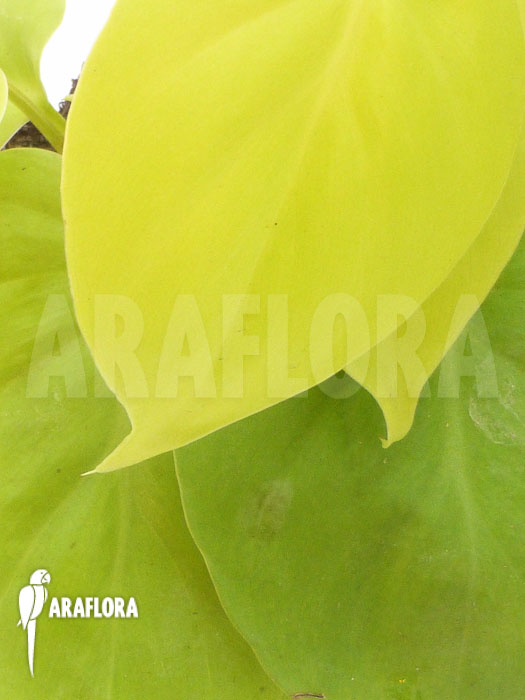 Philodendron scandens &lsquo;Yellow&rsquo;