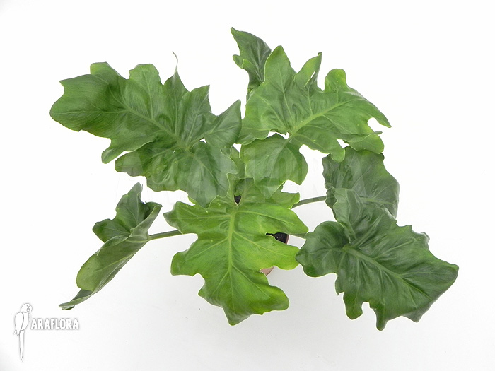 Philodendron selloum &lsquo;Atom&rsquo;