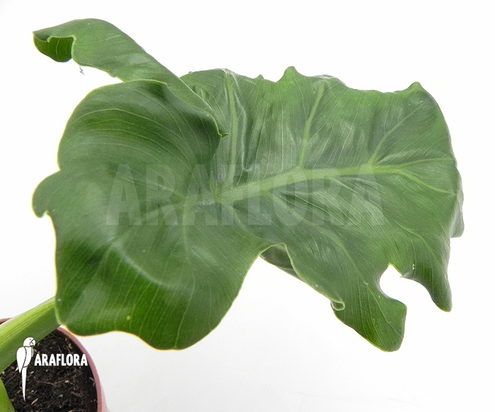 Philodendron selloum &lsquo;Atom&rsquo;