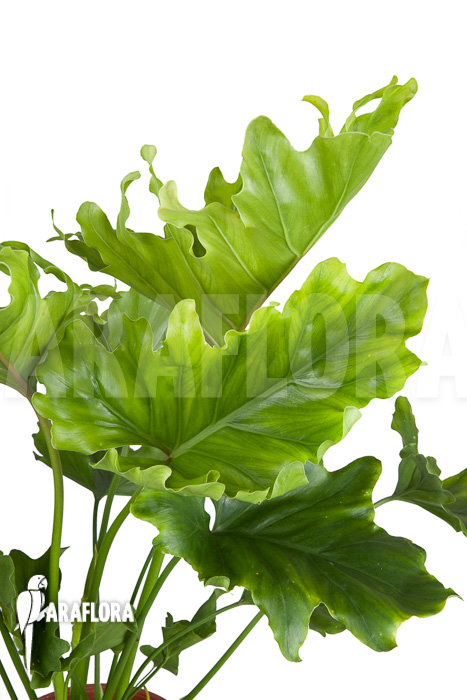 Philodendron selloum &lsquo;Hope&rsquo;