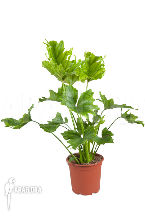 Philodendron selloum &lsquo;Hope&rsquo;