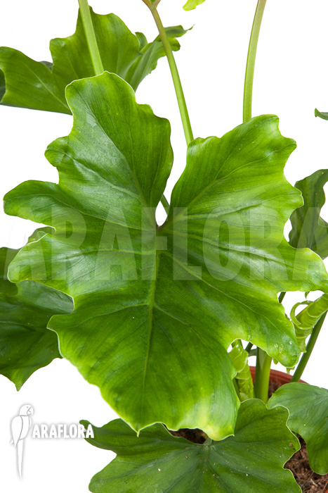 Philodendron selloum &lsquo;Hope&rsquo;
