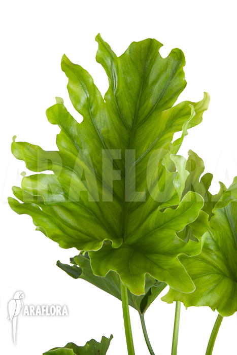 Philodendron selloum &lsquo;Hope&rsquo;