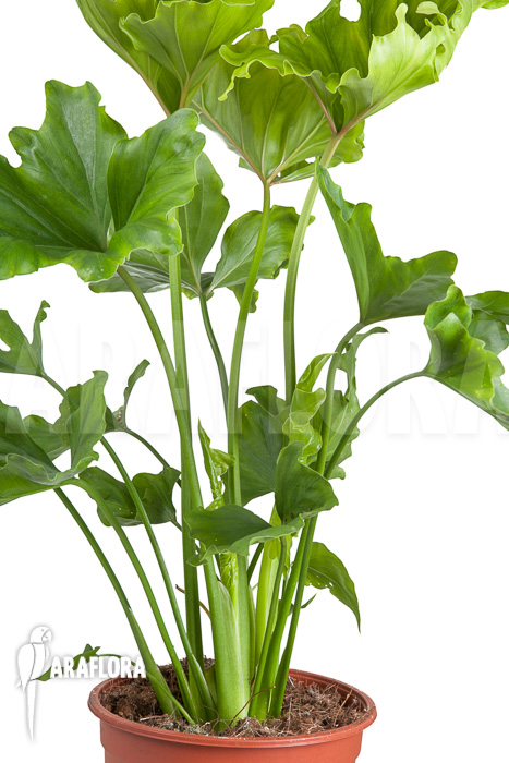 Philodendron selloum &lsquo;Hope&rsquo;