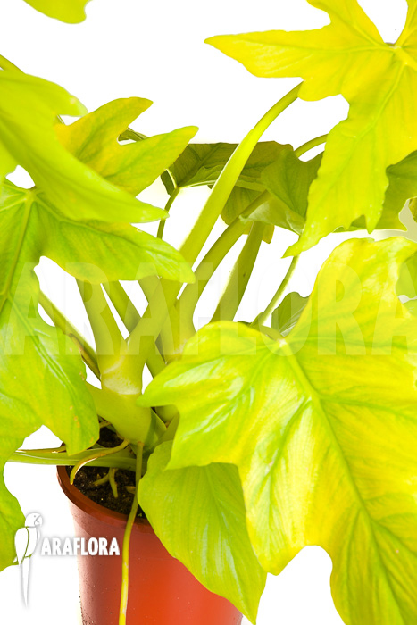 Philodendron selloum gold